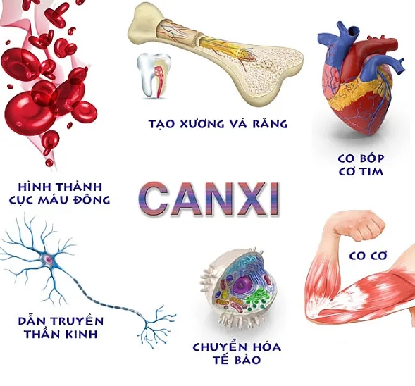 VAI TRÒ CỦA CANXI ĐỐI VỚI CƠ THỂ QUAN TRỌNG NHƯ THẾ NÀO