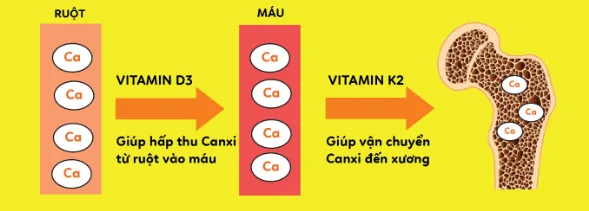 Hiệu quả của sự kết hợp canxi, vitamin D3 và vitamin K2 trong phòng chống loãng xương