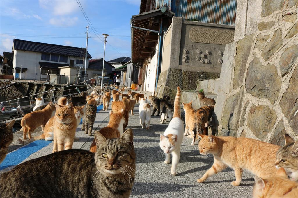 🐈 Những ngôi làng ở Nhật nơi mèo còn nổi tiếng hơn con người